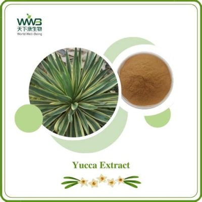 Yucca Ekstresi: Yeni Nesil Doğal Kozmetik ve Gıda İddiası mı?